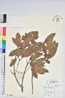 藏品(紅棕杜鵑)的圖片