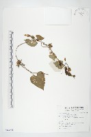 藏品(打碗花)的圖片