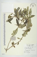 藏品(青莢葉)的圖片