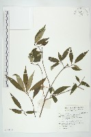 藏品(青莢葉)的圖片