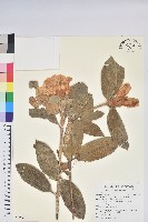 藏品(泡泡葉杜鵑)的圖片