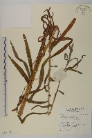 藏品(還陽參)的圖片