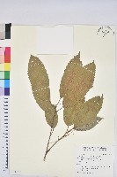 藏品(曼青岡)的圖片