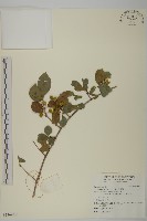 藏品(苦皮藤)的圖片