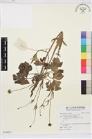 藏品(草玉梅)的圖片