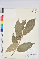 藏品(板栗)的圖片