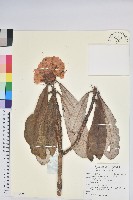 藏品(紫玉盤杜鵑)的圖片