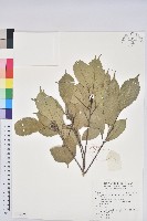 藏品(青剛櫟、鐵椆)的圖片