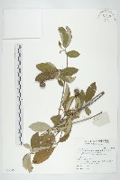 藏品(頭狀四照花)的圖片