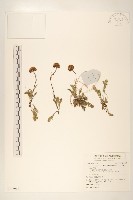 藏品(川西小黃菊)的圖片