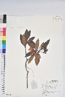 藏品(亮鱗杜鵑)的圖片