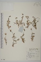 藏品()的圖片