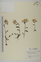 藏品(尼泊爾籟簫)的圖片