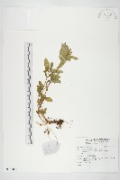 藏品()的圖片