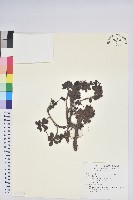 藏品()的圖片