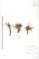 藏品()的圖片