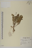 藏品()的圖片