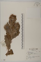 藏品(灰薊)的圖片