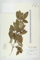 藏品(頭狀四照花)的圖片