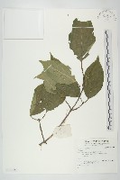 藏品()的圖片