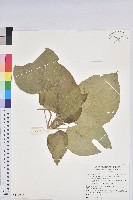 藏品(紅頭鐵莧、蘭嶼鐵莧)的圖片