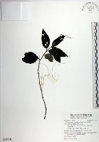 藏品(針刺草)的圖片