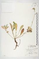 藏品(細葉假黃鵪菜)的圖片
