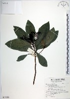 藏品(樹杞)的圖片