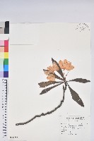 藏品(臺灣杜鵑)的圖片