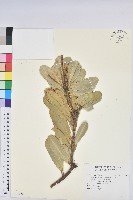 藏品(蘭嶼土沉香)的圖片