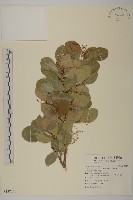 藏品(刺裸實、變葉裸實)的圖片