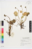 藏品(驢蹄草)的圖片