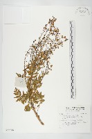 藏品()的圖片