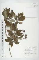 藏品(頭狀四照花)的圖片