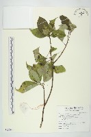 藏品(青莢葉)的圖片