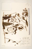 藏品()的圖片