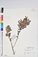 藏品()的圖片