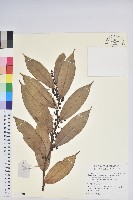 藏品(尖基木藜蘆)的圖片