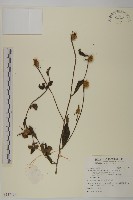 藏品(煙管草)的圖片
