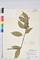 藏品(青剛櫟、鐵椆)的圖片