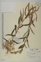 藏品()的圖片