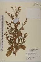 藏品(煙管草)的圖片