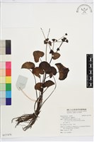 藏品(驢蹄草)的圖片