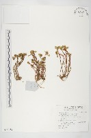 藏品(山景天)的圖片