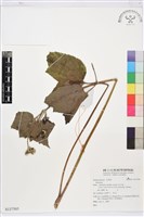 藏品()的圖片