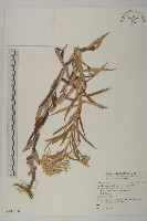 藏品(旋葉香青)的圖片