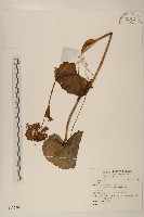 藏品(雲南橐吾)的圖片