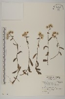 藏品(尼泊爾籟簫)的圖片