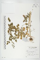 藏品()的圖片