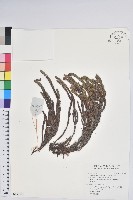 藏品(睫毛岩須)的圖片